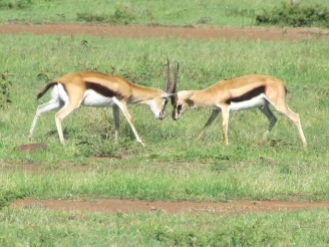 Impalas duking out dominance