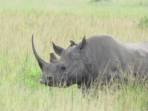 Rhino chilling