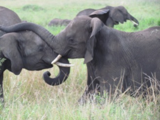 Juvenile elephants playing