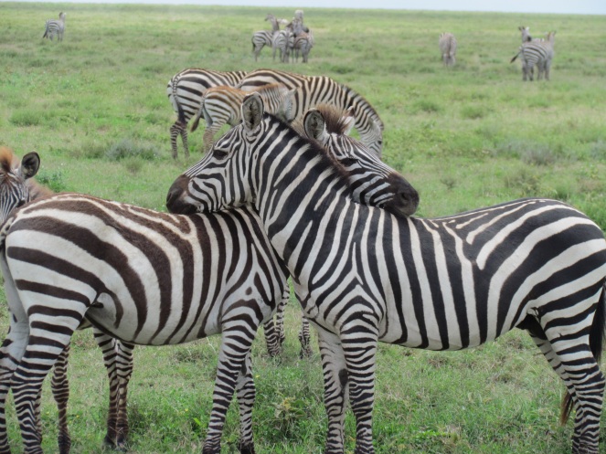 Zebras have each other's backs