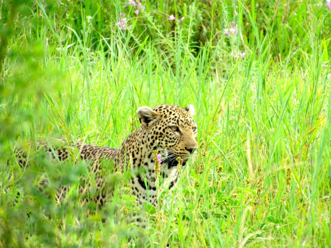 Leopard stalks in the tall grass